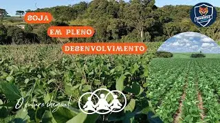 COMO EST&Aacute; A NOSSA SOJA ZEUS COM 50 DIAS#agro #farming #farmer