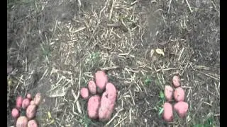 hv-13.flv