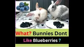 Failed Blueberry Eating Challenge | Bunnies eating Blueberries | Bunny Rabbit Eating Berries