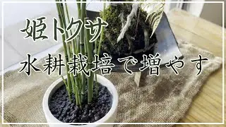 【水耕栽培】姫トクサ／水耕栽培で簡単に増やせます