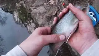 Catch and cook brook trout vs brown trout