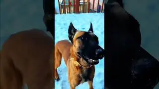 Dog's First Snow Day Fails! ❄️🐕😂 #SnowDerp #SnowDog #WinterZoomies #PupFails #Shorts
