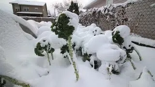 CROP FOCUS: Winter Kale