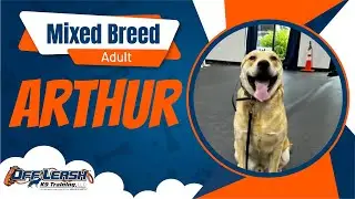 Mixed Breed, Adult, Arthur | Best Adult Dog Trainers | Off Leash K9