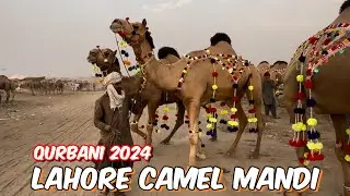 Camel Mandi Lahore main maal aana start ho gaya | big size ke camel | Shahpur Kanjra Lahore