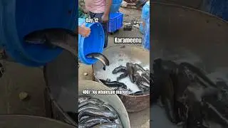 Ramnagar fish market || big size Korameenu fish || #mr_varshith #gandlavarshithkumar