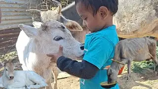हमारे घर खुशियों का आगमन – गाय का बच्चा#vlog #latest #bhartikirasoi 