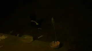 Skunk eating pizza crusts, drinking water, and digging holes