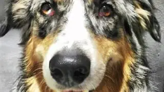 DOG CITY&trade;:  Week of 1/11-1/15/16