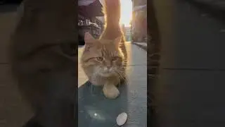 POV: You have been chosen by this fluffy Orange Stray #Shorts
