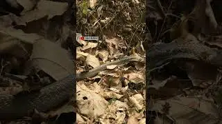 Cobra🐍de🐍capello....🐍 #snakemaniac #snaketalk #snake #cobra #youtuber #shorts #reptiles