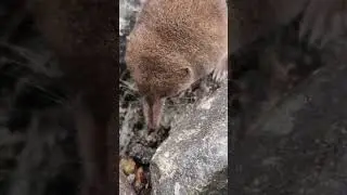 pygmy shrew hunting insects