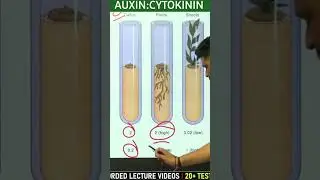 AUXIN: CYTOKININ #planthormones #plantphysiology #csirnetlifesciences