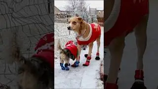 On Out In Off - More Dogs In Boots!