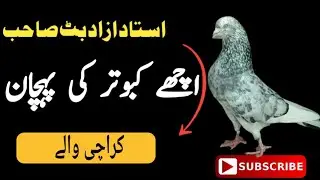 Kabootar ki Pehchan | Achey Kabootar ke Par ki Pehchan | Ache Kabootar ki Pehchan in Hindi