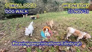 Hyper or Calm Dogs? 💙🧡❤️ 7 Small Dogs - Dog Walk - 03/11/2021 #leavingpawprintsalloverEdinburgh