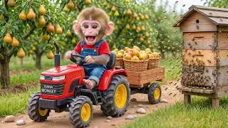 🐒🍐Monkey NaNa&rsquo;s Pear Harvest Turns Into an Unexpected Creation! He Makes a Bee Home for Honey! 🐝🍯
