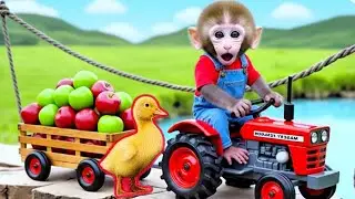 Monkey Farmer And Duckling Drives Tractor To Transport Apples To Market - Monkey Farm Work