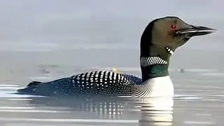 Loon's Vocal Call and Sound