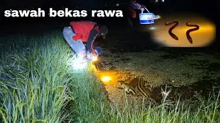 ular pada keluar !!! ngobor sambil mancing belut di sawah habis hujan gacor