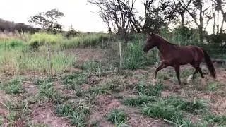 Garanhões no piquete de cerca elétrica
