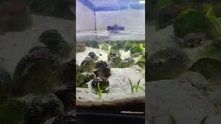 Shellies Being Shellies  ❣️love AFRICAN CICHLIDS