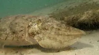 Bobbit worm  and Cuttlefish Diving Thailand Sail Rock Underwater video