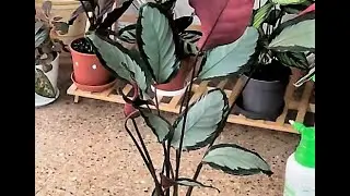 CALATHEA PICTURATA ARGENTEA- como cuidar