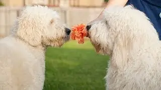 GoldenDoodle Brothers Reunite