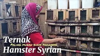 Ternak Hamster Syrian l Paling murah biaya Pakannya l Gratis pakan NOL Rupiah