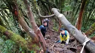 Fascinating Mossy Forest- Cameron Highland, Malaysia