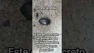 Un escarabajo ilybius quadriguttatus #bichos #curioso #insectos #escarabajo #shorts #short #natural
