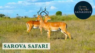 Sarova Mara Lodge Safari | Masai Mara Game Reserve | Kenya Luxury Safari | Safarihub