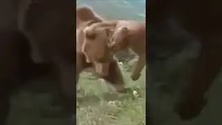 Epic Animal Power Struggles