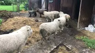 Homestead sheep: Cleaning sheep shed in Hiiumaa