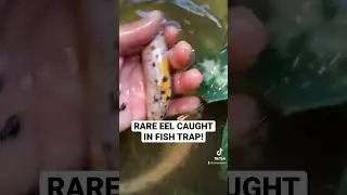 1 in 1 Million Swamp Eel Caught in Fish Trap! #shorts