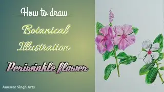 Botanical illustration: Periwinkle. Colour pencil floral art. Anusree Singh Arts.