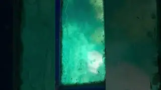 Caribbean Sea CoralReef | Telugu Traveller | Glass Boat | Jamaica Ocho Rios Diaries #telugu #shorts