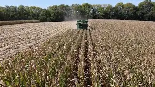Grimes Sweetcorn is back for the Fourth of July holiday