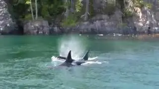 Resident Orcas in Blackfish Sound