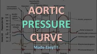Aortic Pressure Curve Explained in 2 Minutes! (Physiology Quick Guide)