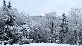 Quiet winter stillness &mdash; light snowfall and moving trees (2 min)