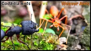 GODZILLA ANTS Versus WEAVER ANTS