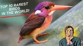 Top 10 Rarest birds in the world 🌍