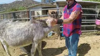 Hazel the Donkey Getting Groomed. Donkeys Favorite Pass Time