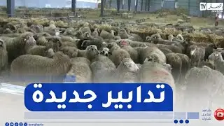 بعد تجربة السنة الماضية في استيراد الأضاحي ..  تدابير وآليات جديدة لإنجاح العملية هذا العام