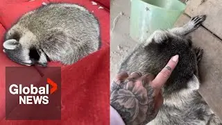 BC raccoon revived with animal 'Narcan' after suspected fentanyl poisoning