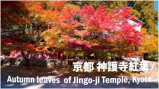 京都 神護寺の紅葉【&alpha;6600】Autumn leaves of Jingo-ji temple, kyoto #神護寺 #高雄の紅葉 #京都の紅葉 #jingoji  #autumnleaves