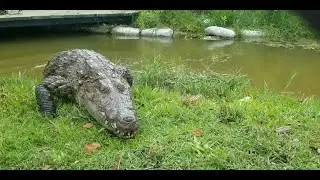 Shot on iPhone 6 meme