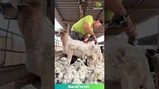 SO Satisfying Sheep Shearing! Watch the Wool Peel Off Like Magic! Clean Shave! #satisfying #asmr